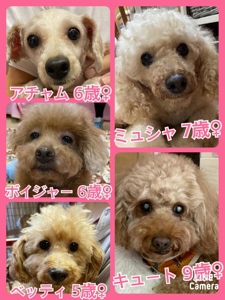 🐾今日の里親様募集中ワンコ🐶メンバーです🐾2021,9,29